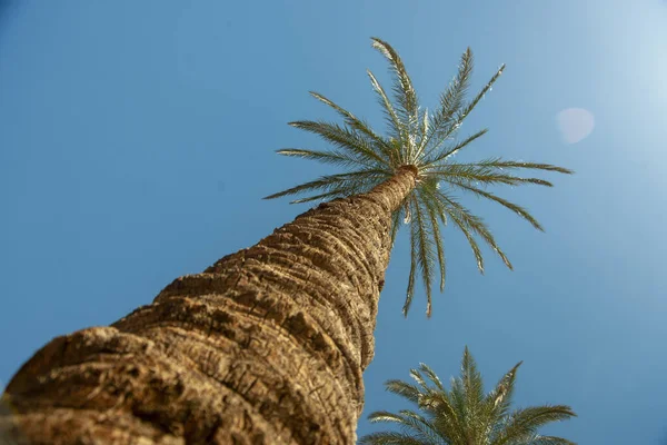 Onderaanzicht Stam Van Palm Achtergrond Van Blauwe Lucht — Stockfoto