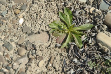 Kayaların ve bitkilerin arkaplanı.