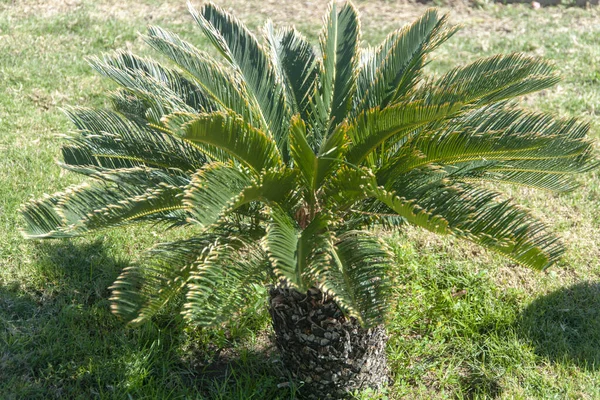 Die Kleine Palme Auf Dem Grünen Gras — Stockfoto