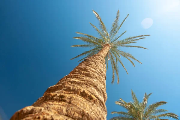 Bodem Uitzicht Van Een Palm Boom Tegen Een Zomer Blauwe — Stockfoto