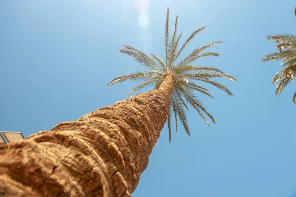 Bodem Uitzicht Van Een Palm Boom Tegen Een Zomer Blauwe — Stockfoto