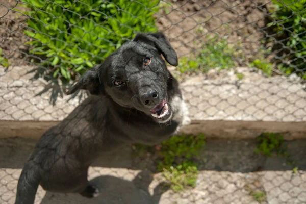 Bahçedeki Siyah Köpek Iyi Manzara — Stok fotoğraf