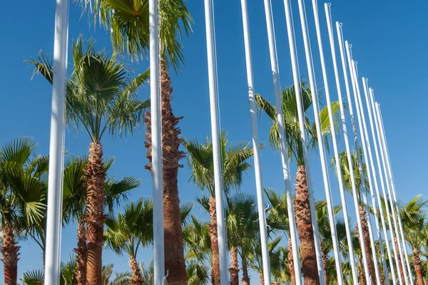 Veel Witte Vlaggenmasten Veel Palmbomen Blauwe Lucht Achtergrond — Stockfoto