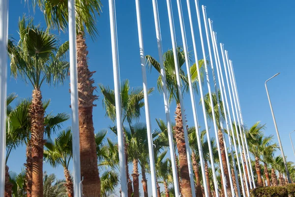 Veel Witte Vlaggenmasten Veel Palmbomen Blauwe Lucht Achtergrond — Stockfoto