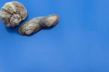 Açık mavi arka planda bazı kabuklar. Yaz kavramı, tatiller, dinlenme, deniz.