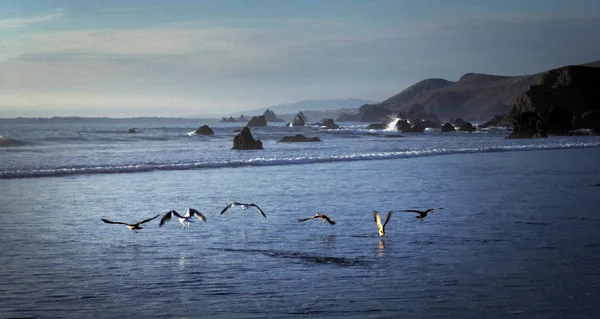 岩や青空のための海鳥スキミングソノマ郡のCaの海の風景 — ストック写真