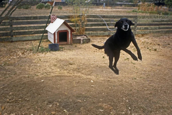 Egy Fekete Labrador Retriever Kutya Ugrik Fel Végén Egy Lánc — Stock Fotó