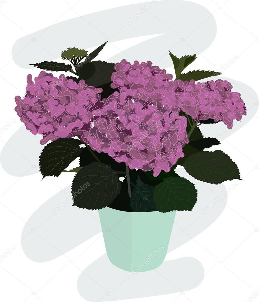 Violet flower, hydrangea in a mint green flowerpot. Purple flowers, leaves and pot on a cartoon illustration.