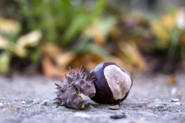 Şehrin asfaltında yalnız vahşi kestane.