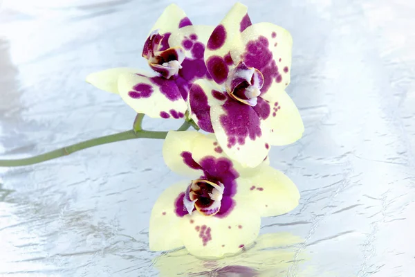 Orchid branch on a light background horizontally with blur — Stock Photo, Image