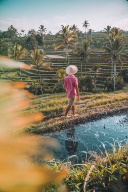 Pirinç tarlalarında yürüyen bir adam 