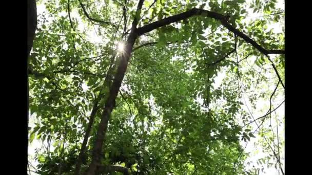 La luz del sol brilla a través de las ramas y hojas de los árboles tropicales desde la vista inferior, vista a través de — Vídeo de stock