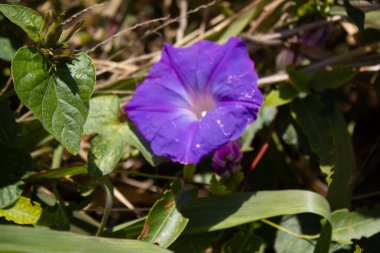 Güzel menekşe ipomea