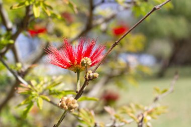 Güzel kırmızı çiçek