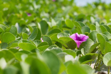 Gündüzsefası Asya sahilde.