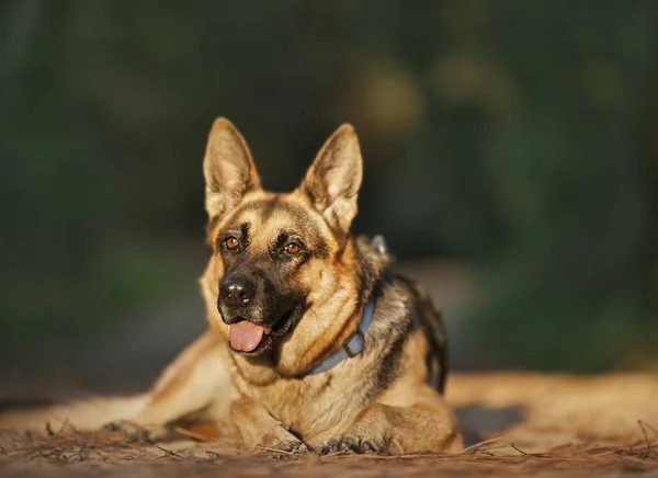 Bir Alman çoban köpeği portresi