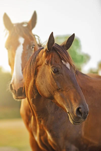 Häst i naturen — Stockfoto