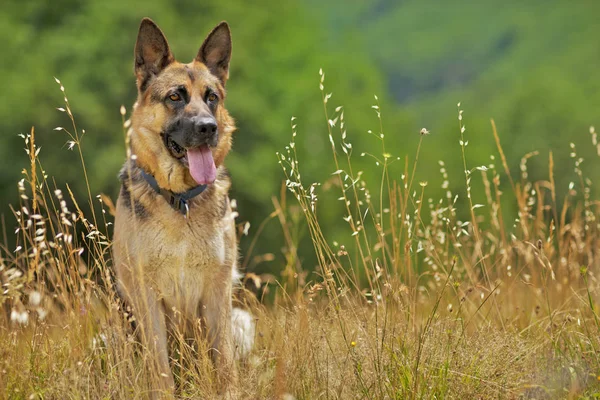 Duitse herder portret — Stockfoto