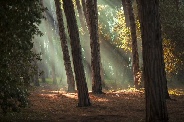 Filtrating güneş ışınları ile koyu renkli ahşap.