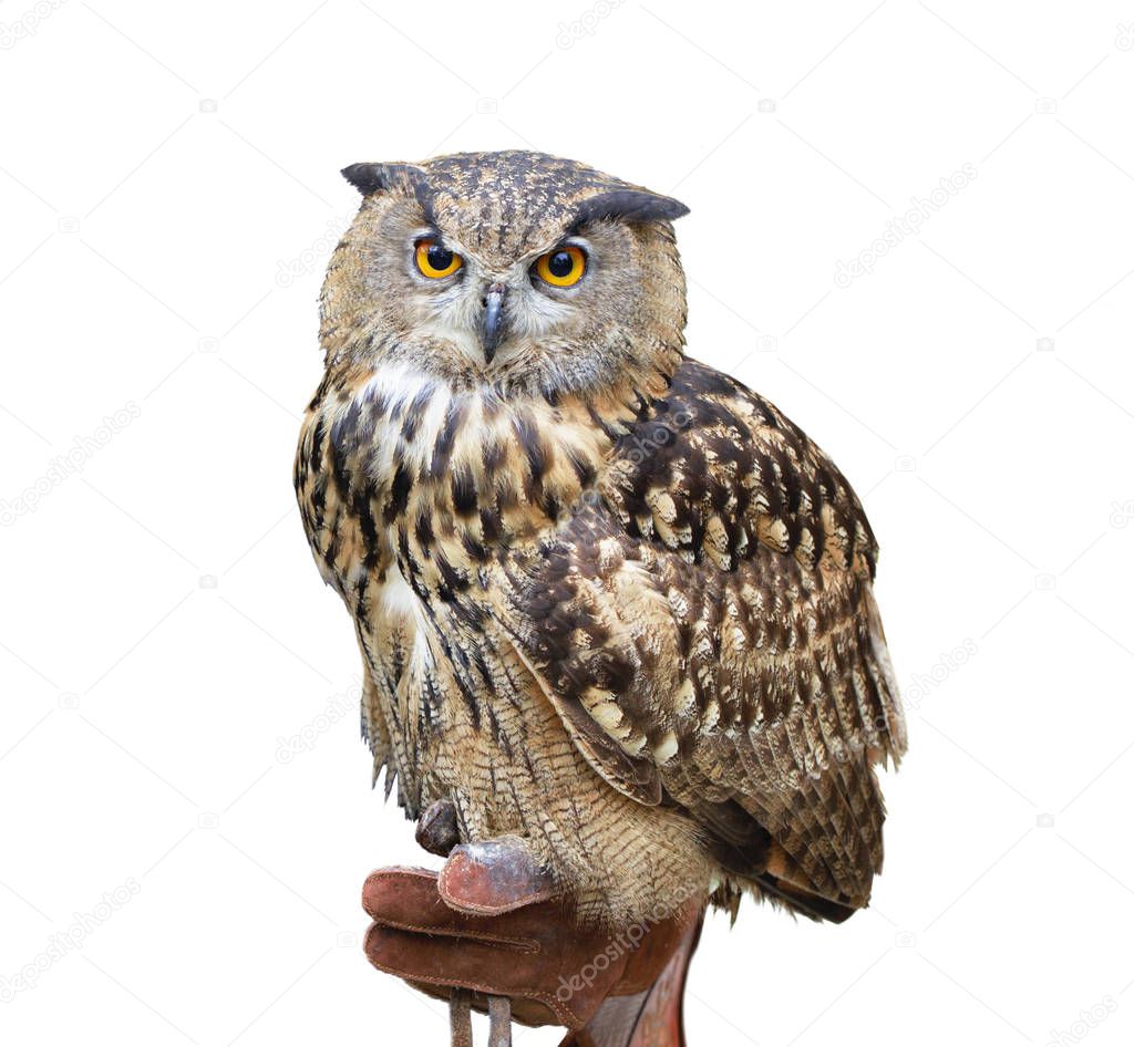 Picture of a owl isolated on white.