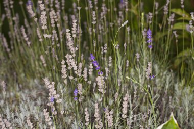 çim renkli, yakın çekim