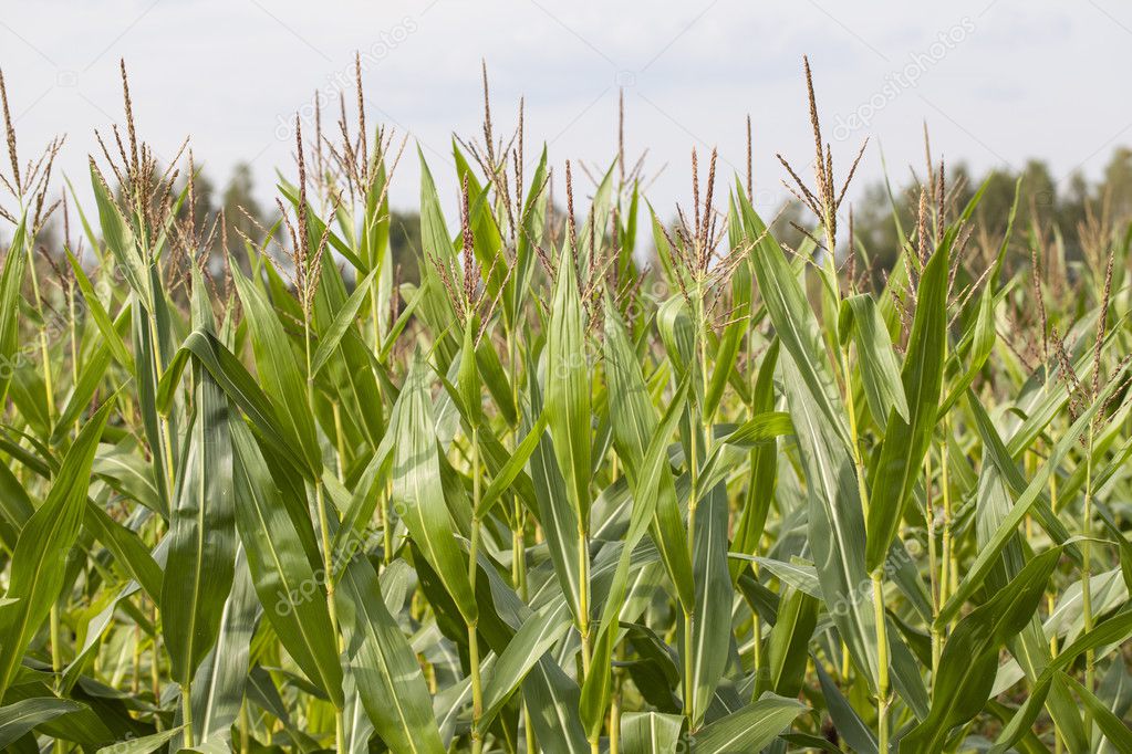 large field of corn