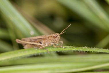 Çimlerin üzerinde oturan çekirge