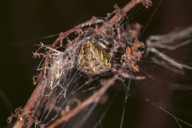 örümcek inine geri gelen çıkıntı