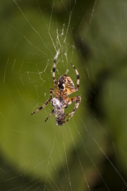 örümcek avını bir Web'de tamamladı.