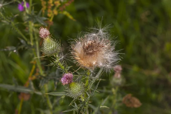 Old and new thistle — Stock Photo, Image