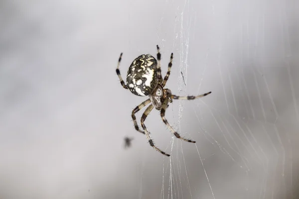 Piccolo ragno con un dorso bianco — Foto Stock