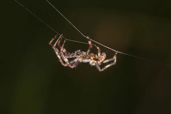 Pavouk se vine pavučina — Stock fotografie