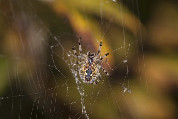 Il ragno controlla se qualcosa è caduto nella sua rete — Foto Stock