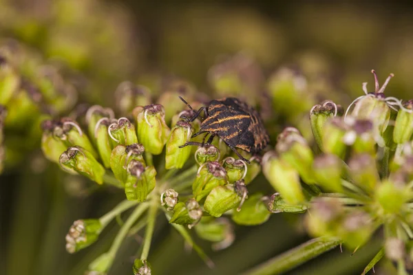 Insect zittend op bloemen — Stockfoto
