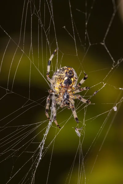 Telaraña esperando el sacrificio — Foto de Stock