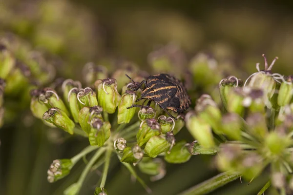花に昆虫のクローズ アップ — ストック写真