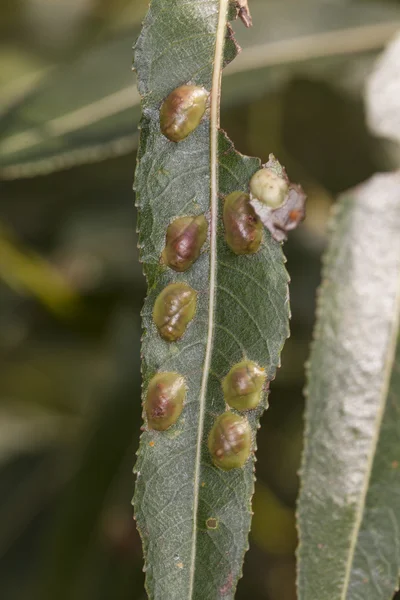 Willow bladeren met eieren insect — Stockfoto