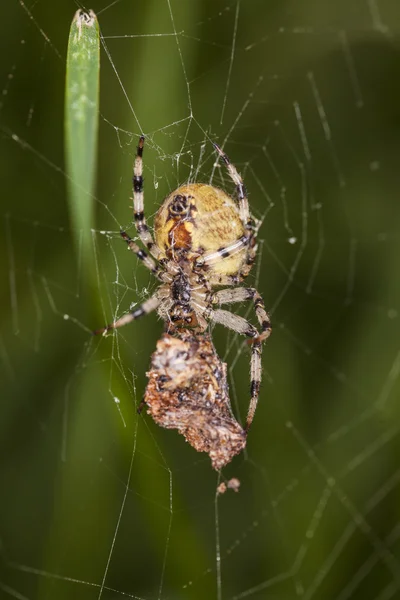 Araña atrapó a su presa, alimento para más tarde — Foto de Stock