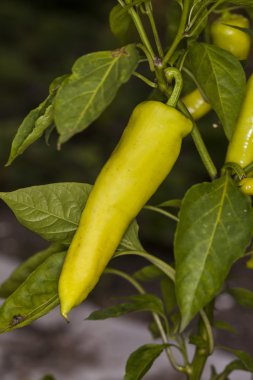 asma üzerinde büyüyen genç yeşil biber