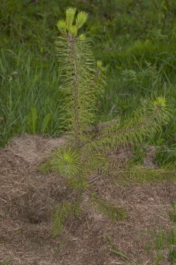 Fide pines yakın çekim