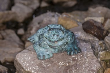 bir taş üzerine oturan büyük bakır kurbağa