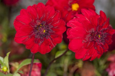 Kırmızı dahlias, güzel çiçek bahçesi