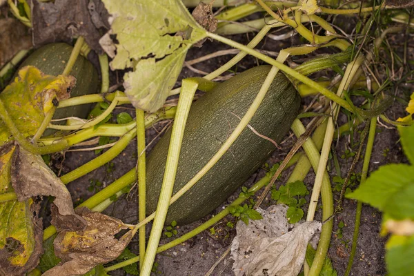 Petites courgettes poussant dans le jardin — Photo