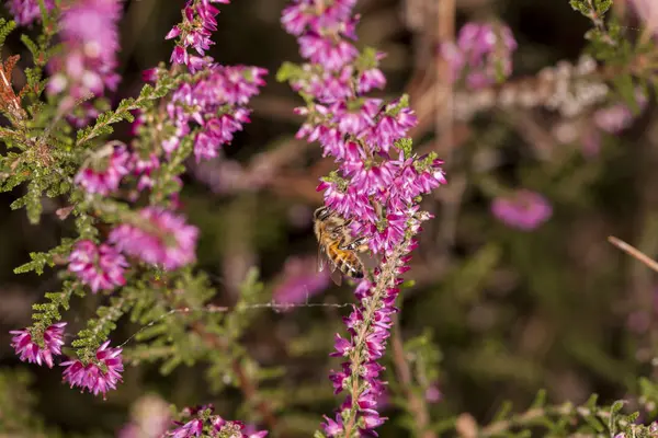 蜂は紫色の花から蜜を収集します。 — ストック写真