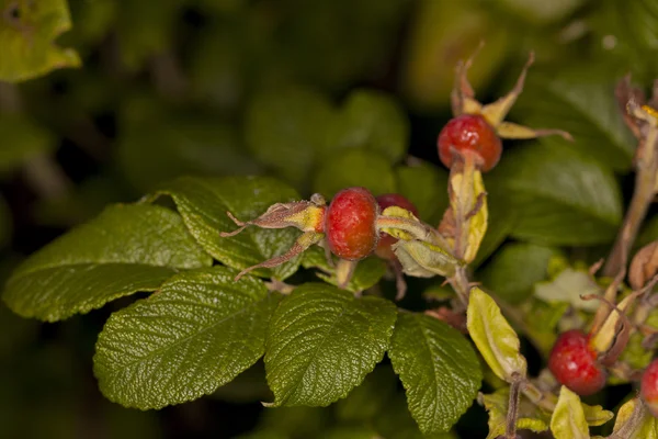 Fruta roja de rosas silvestres, Rosa mosqueta roja — Foto de Stock