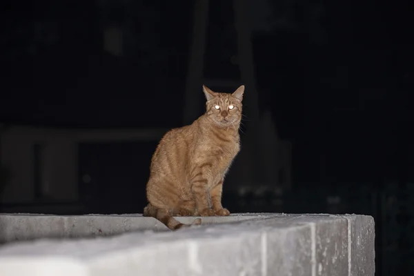 Gyömbér macska ül a kerítésen, éjjel, világít a szeme — Stock Fotó
