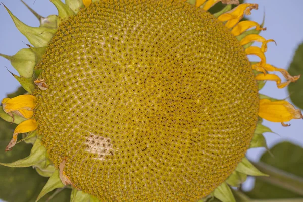 Close up o a beautiful big sunflower — Stock Photo, Image