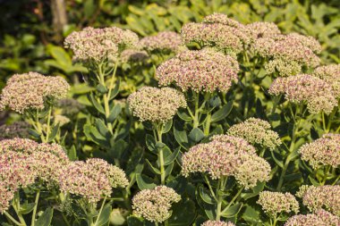 selâmotu ortak çalı Bahçe