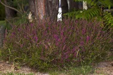 Kırmızı heather Bahçe ortak