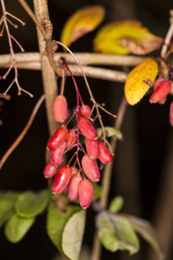yabani gül, kırmızı meyveler, yakın çekim